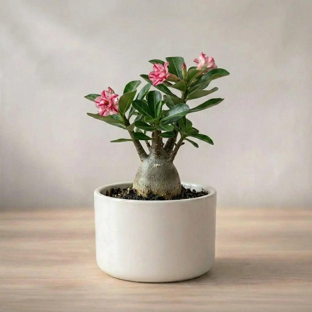 Potted plant with pink flowers in a white pot on a wooden surface.