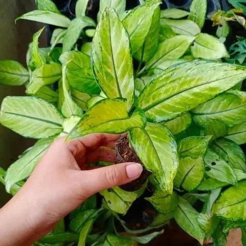 dieffenbachia in hindi Buy Dieffenbachia Camille Plant Sapling (1pc)