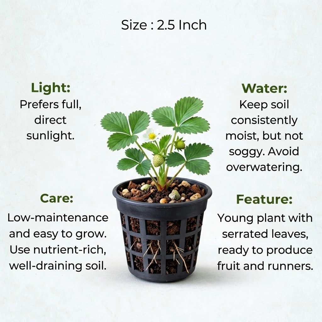 Strawberries Plant Sapling (1pc)