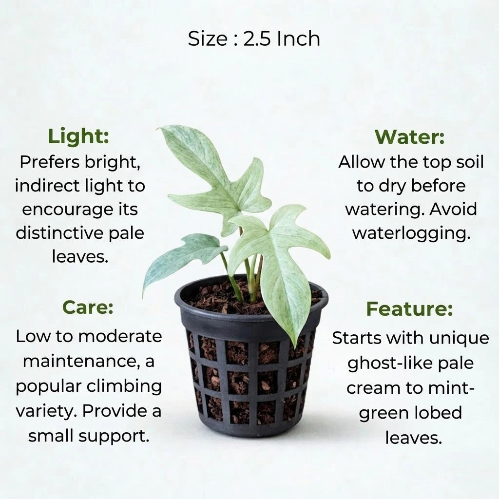 Small Philodendron Florida Ghost sapling in a black mesh pot with detailed care instructions for light, water, and features.