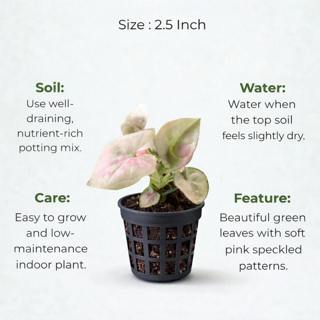 Syngonium Confetti Plant Sapling (1pc)