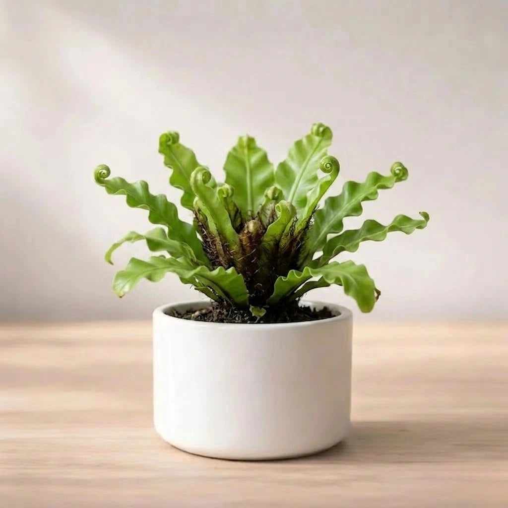 Bird Nest Fern Plant Sapling (1Pc)