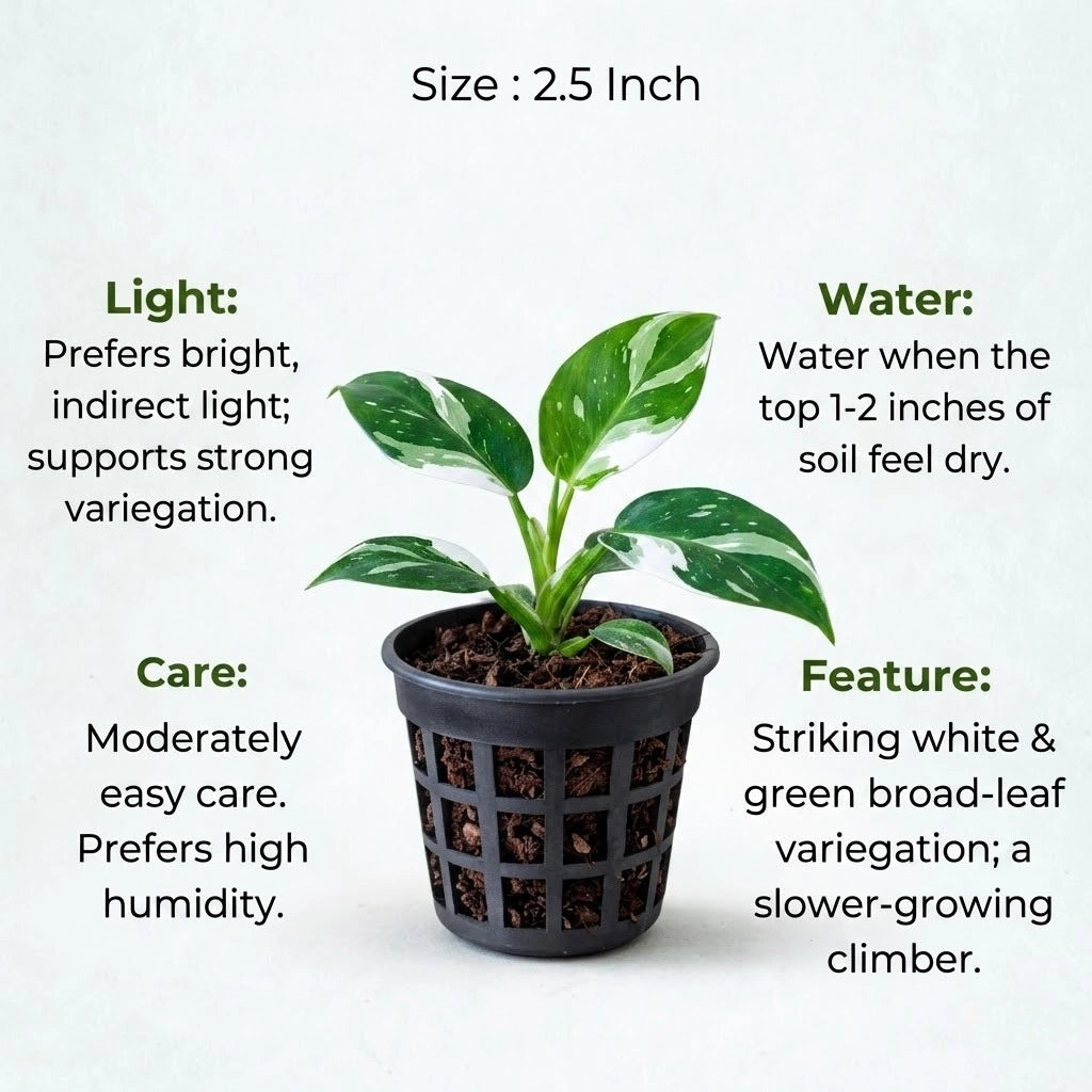 Philodendron White Wizard plant sapling (1pc)