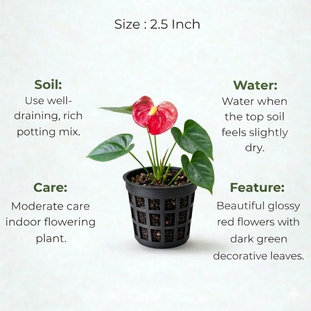 anthurium online india Buy Anthurium Red Plant Sapling (1pc)