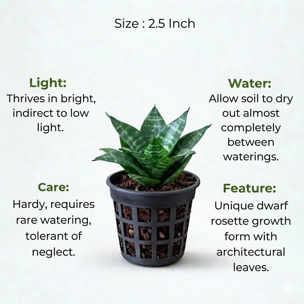 dwarf snake plant for sale Buy Dwarf Snake Plant Sapling (1pc)