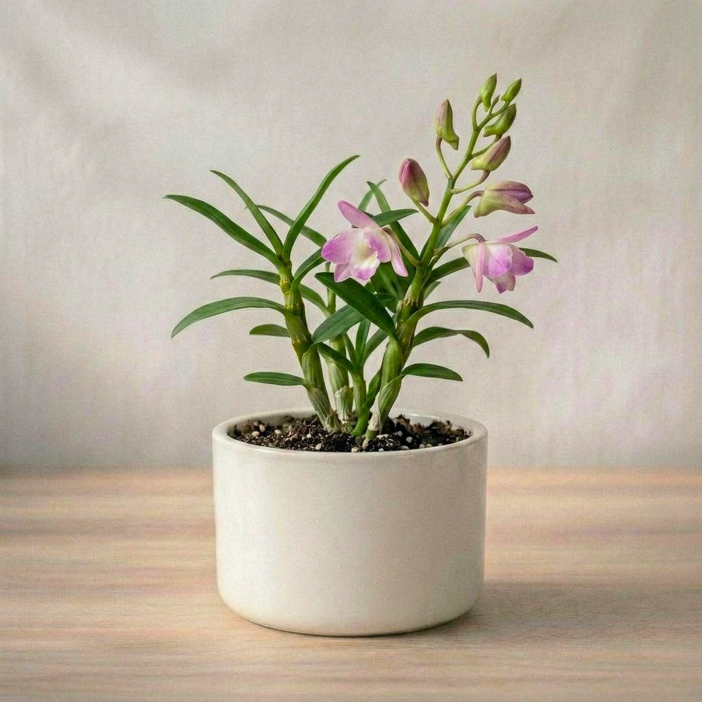 Potted orchid plant with pink flowers on a wooden surface