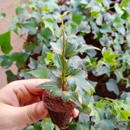 English Ivy Plant Sapling (1pc)