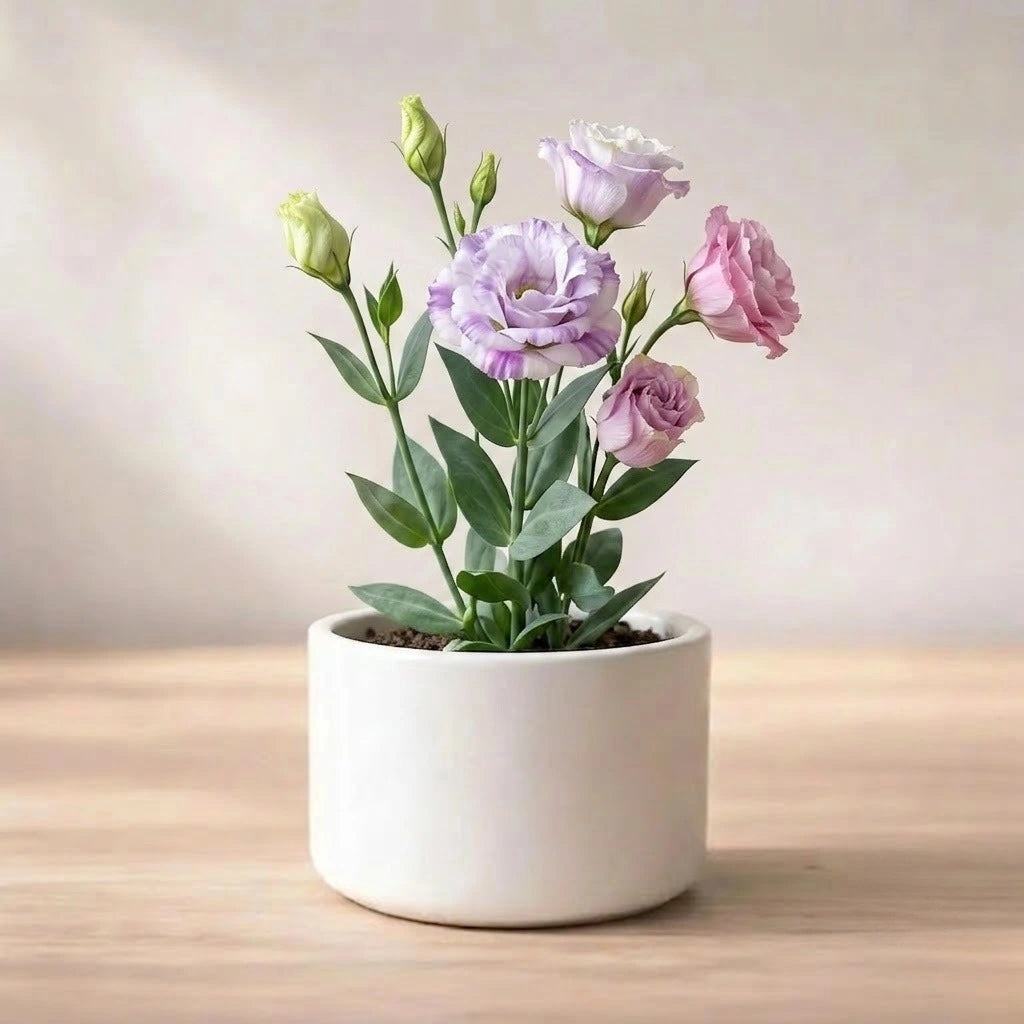 Lisianthus Plant Sapling (1pc)