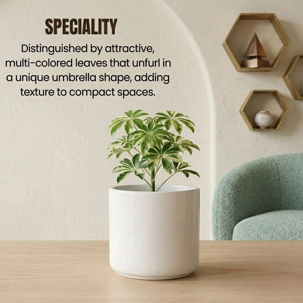 Variegated Umbrella Tree Plant Sapling (1pc)
