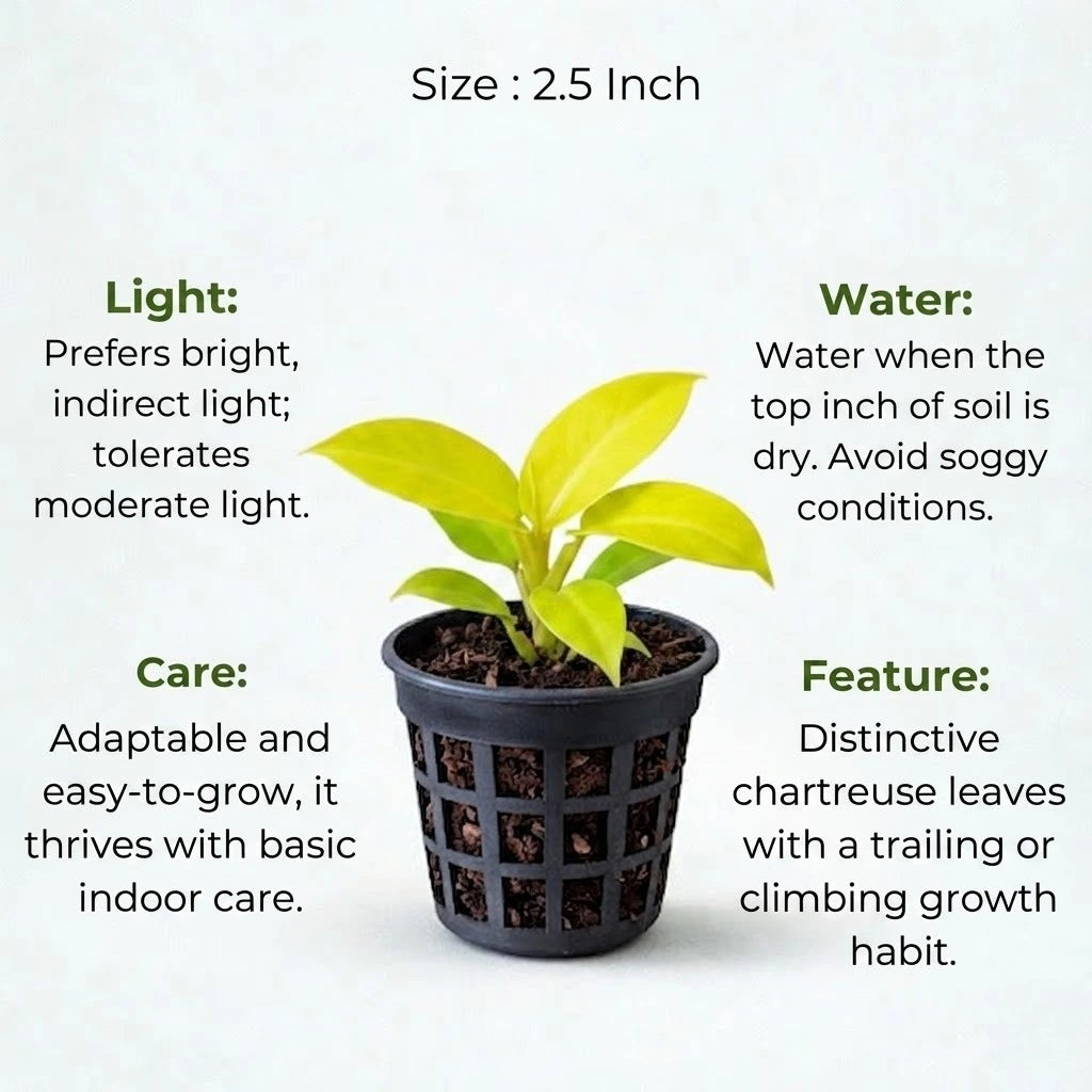 Philodendron Golden Plant Sapling (1pc)