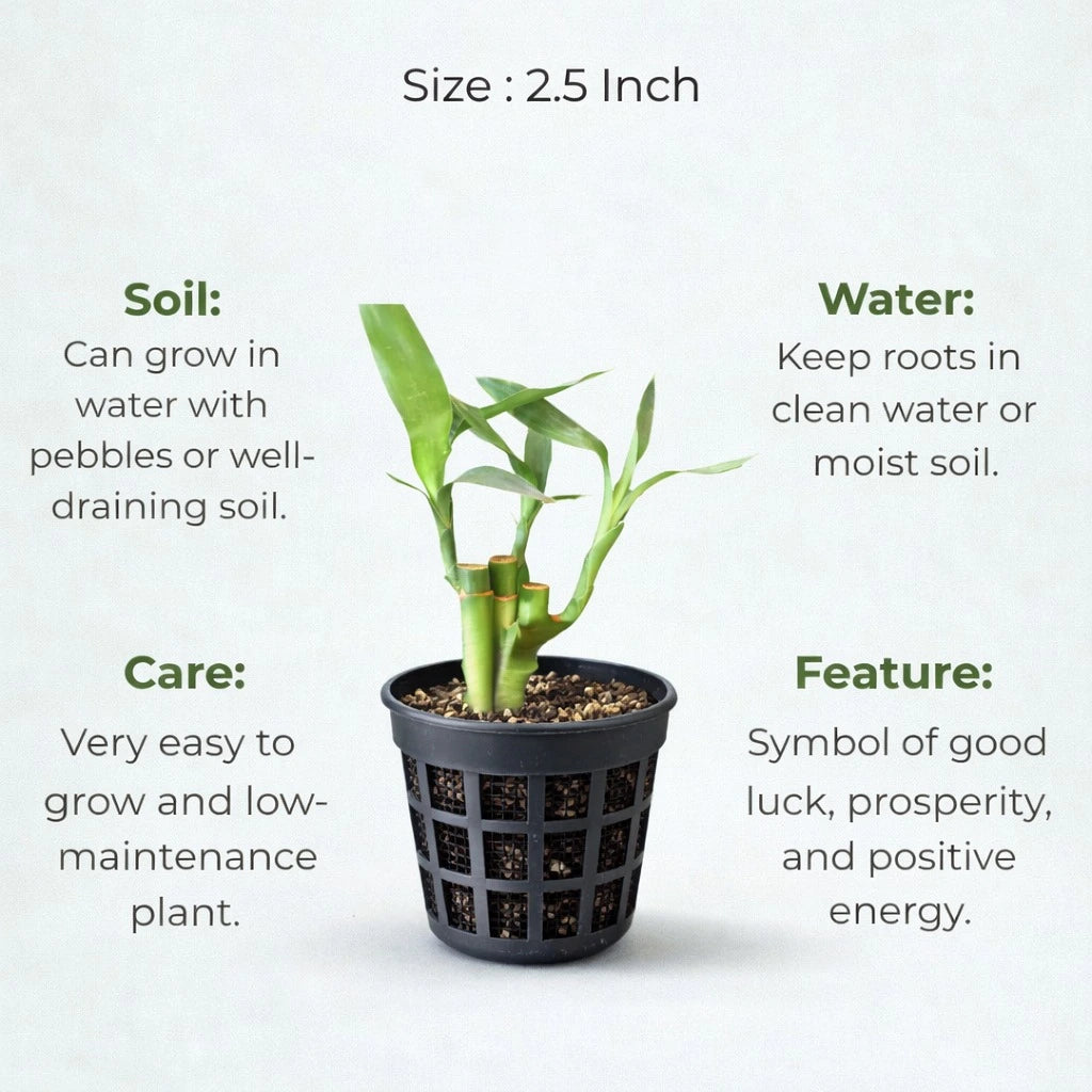 the lucky bamboo store Lucky Bamboo Plant Saplings (Pack of 21) – The Affordable Organic Store