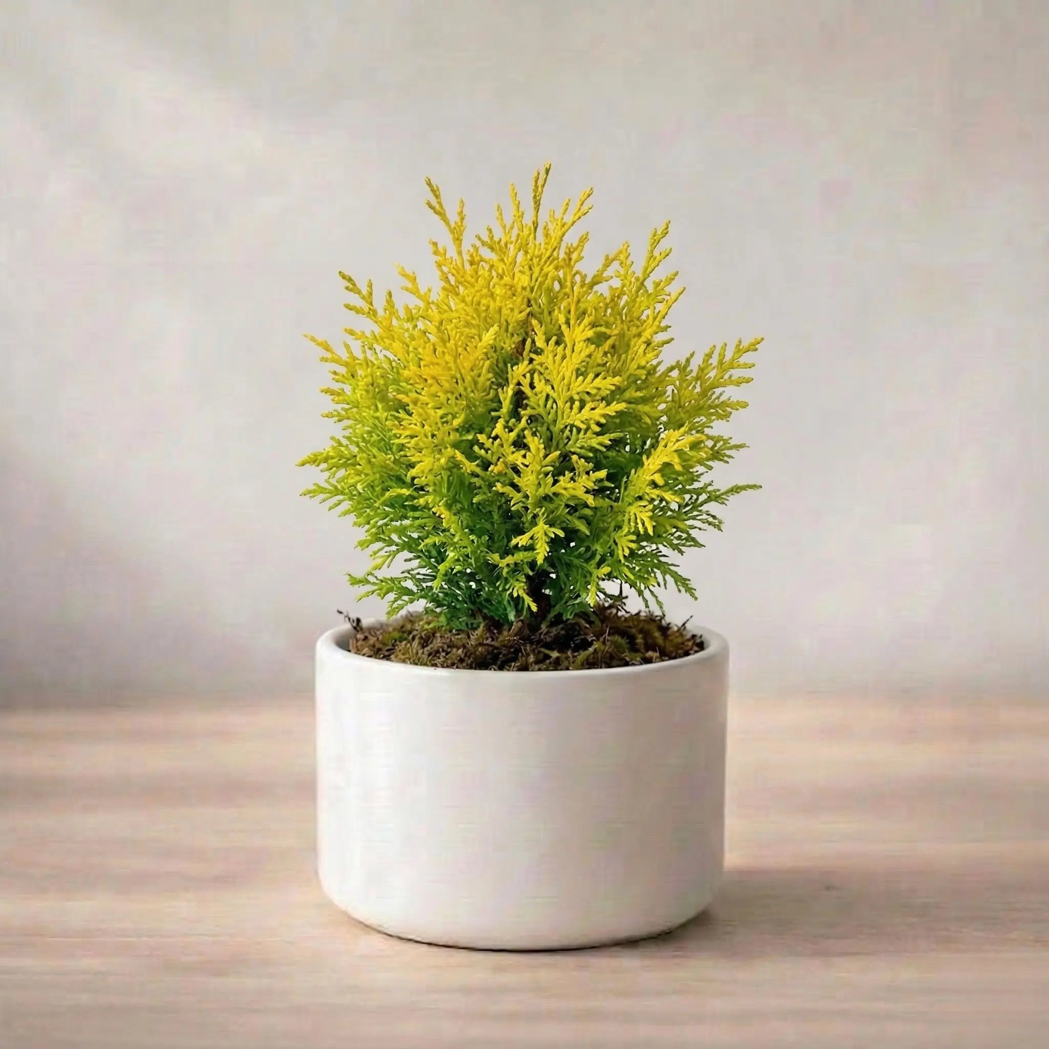 Potted plant on a wooden surface with a neutral background
