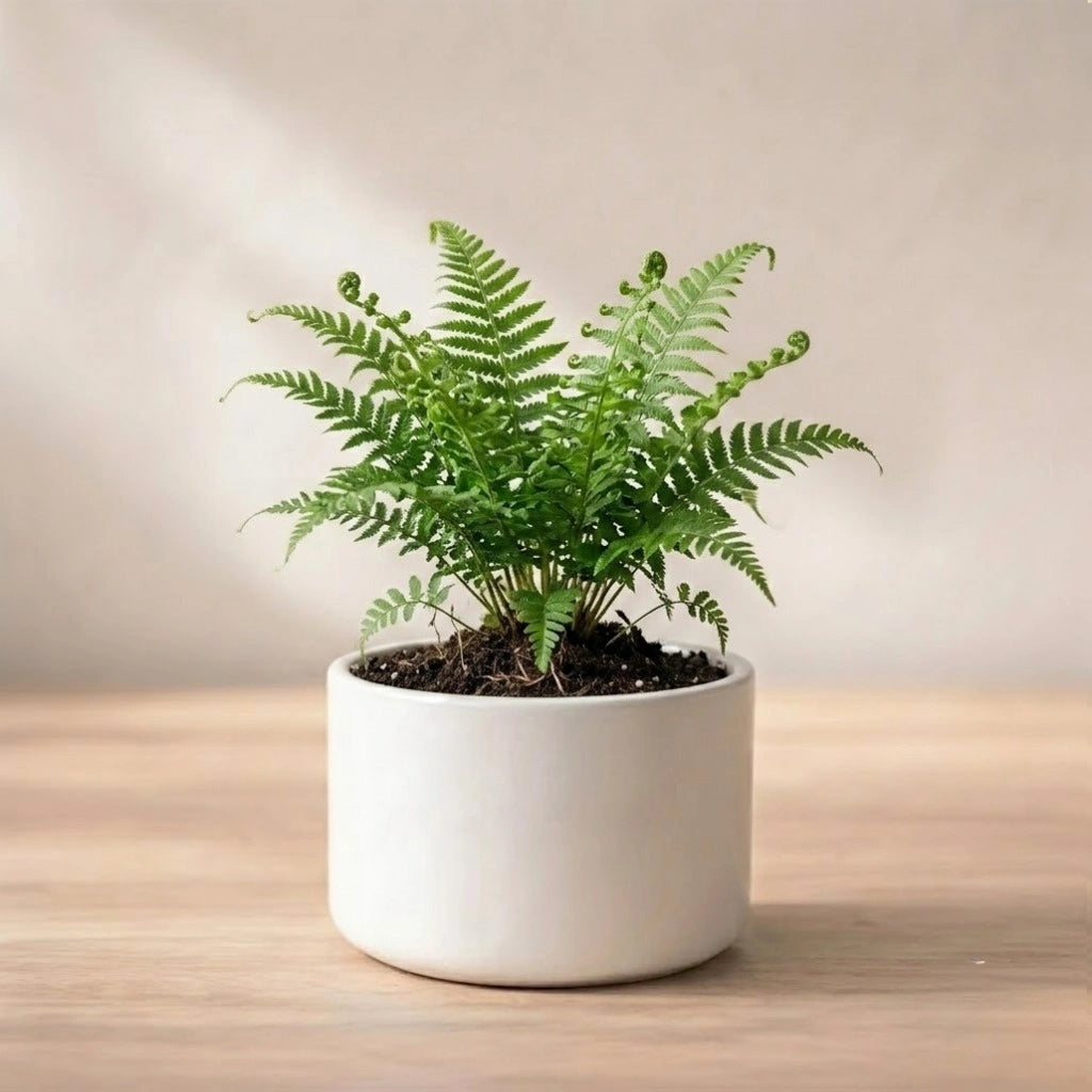 Green Fern Plant Sapling (1pc)