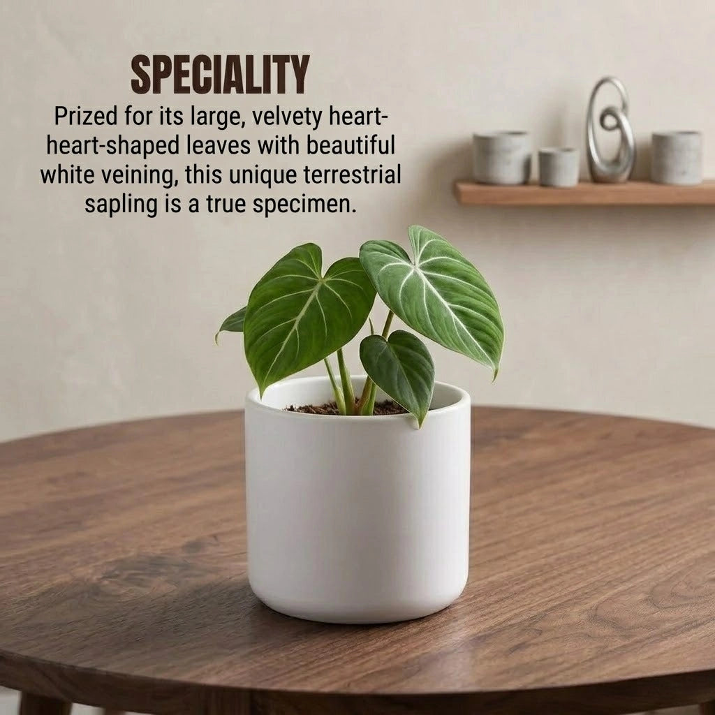 philodendron gloriosum seeds Buy Philodendron Gloriosum Plant Sapling (1Pc) | Only Rs.99/-