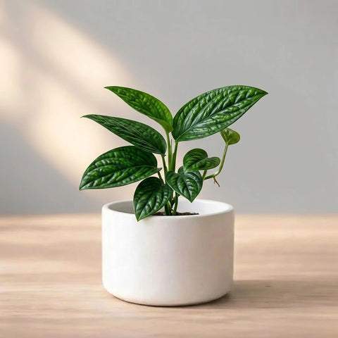 Monstera Peru Plant Sapling (1pc)