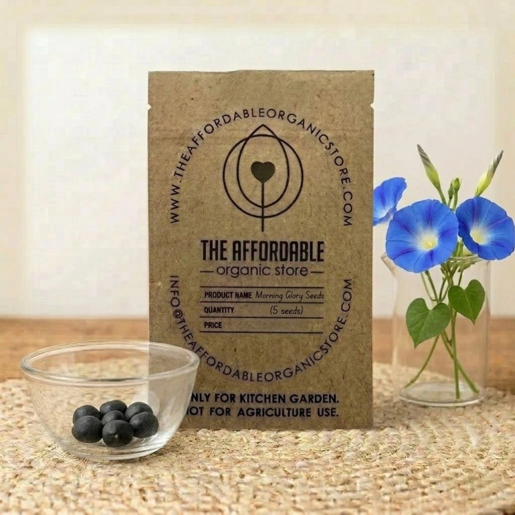 Morning Glory Seeds (5 seeds)