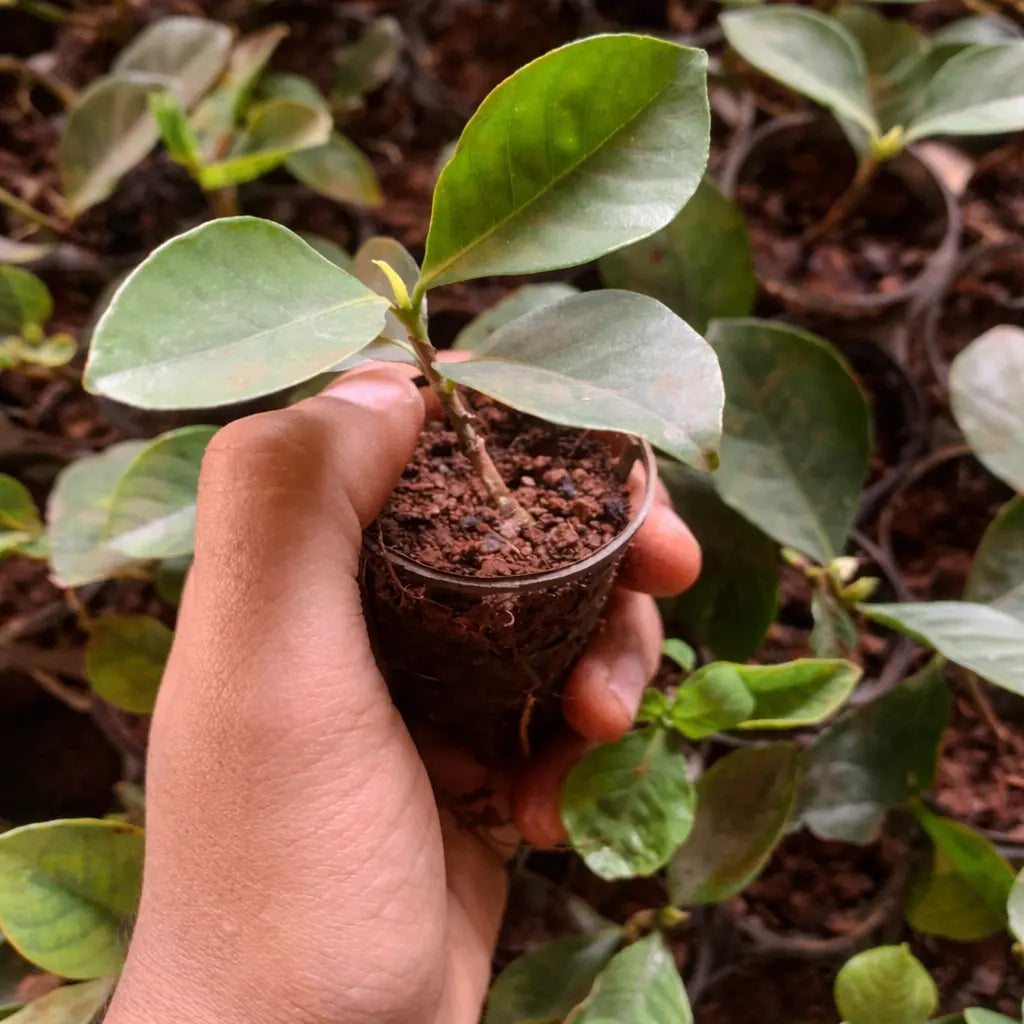 Hand holding a small potted plant with soil
