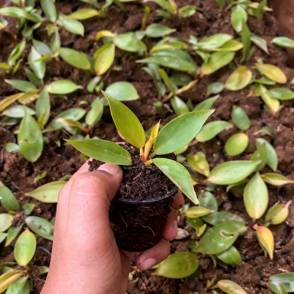Hand holding a small potted plant surrounded by larger green plants