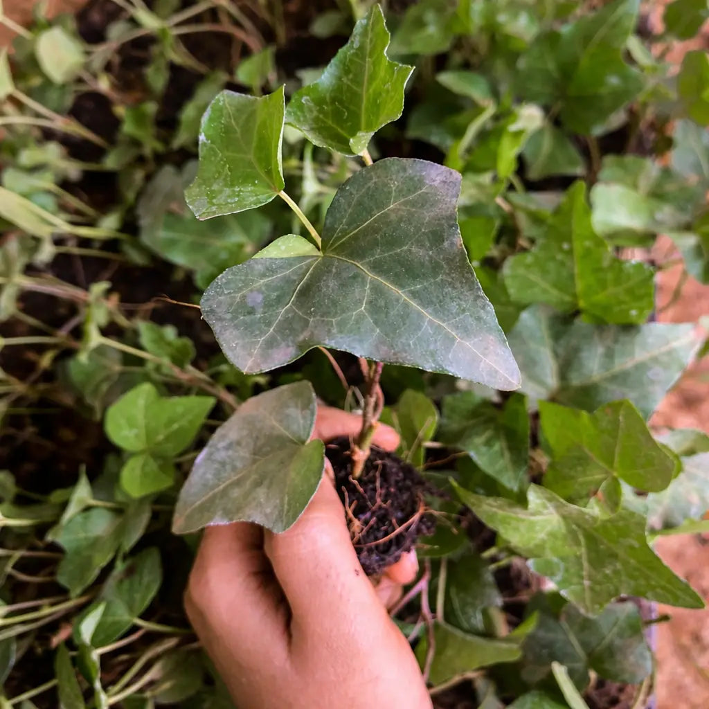 Hand holding a small potted plant with green leaves against a natural background