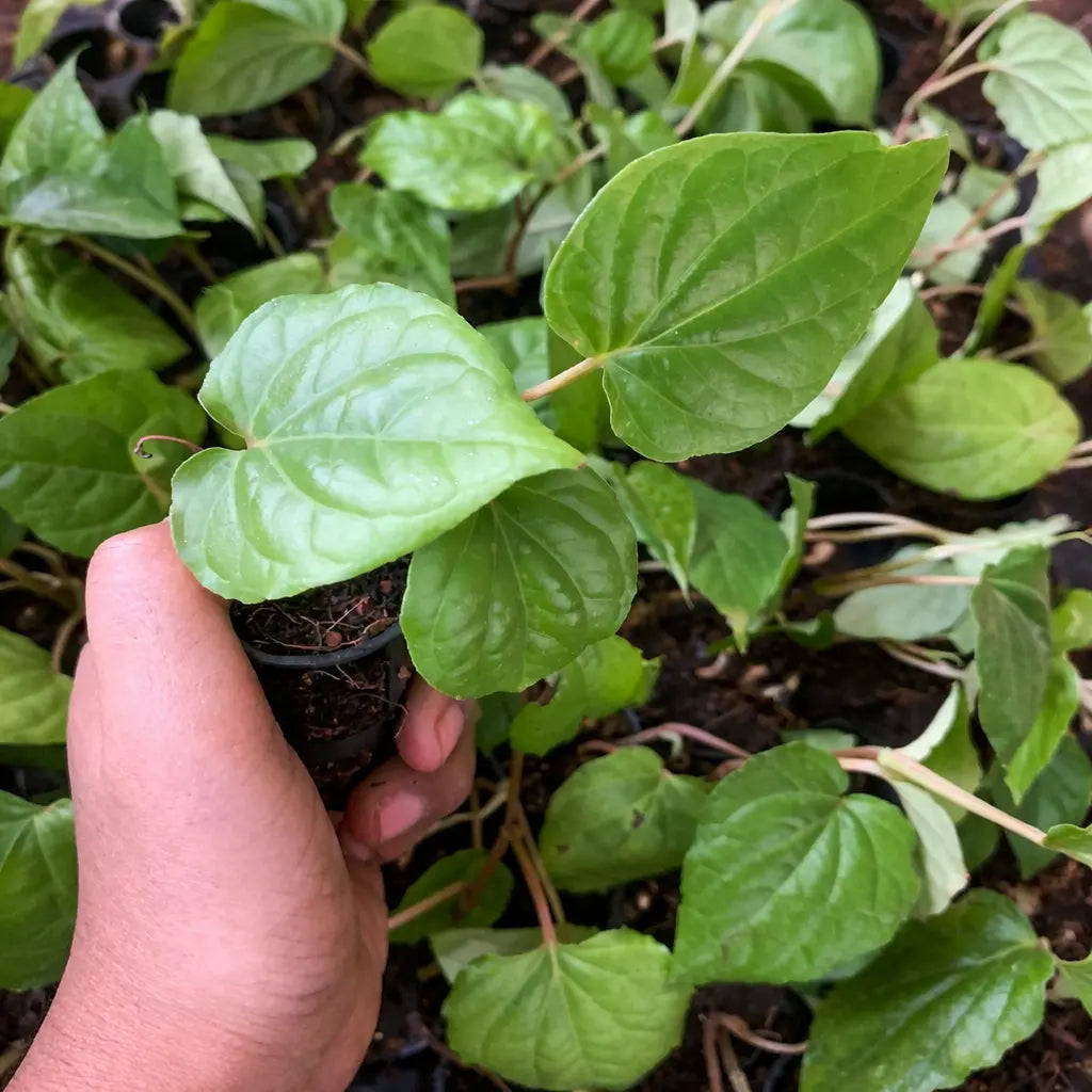 Hand holding a small green plant with soil and other plants in the background
