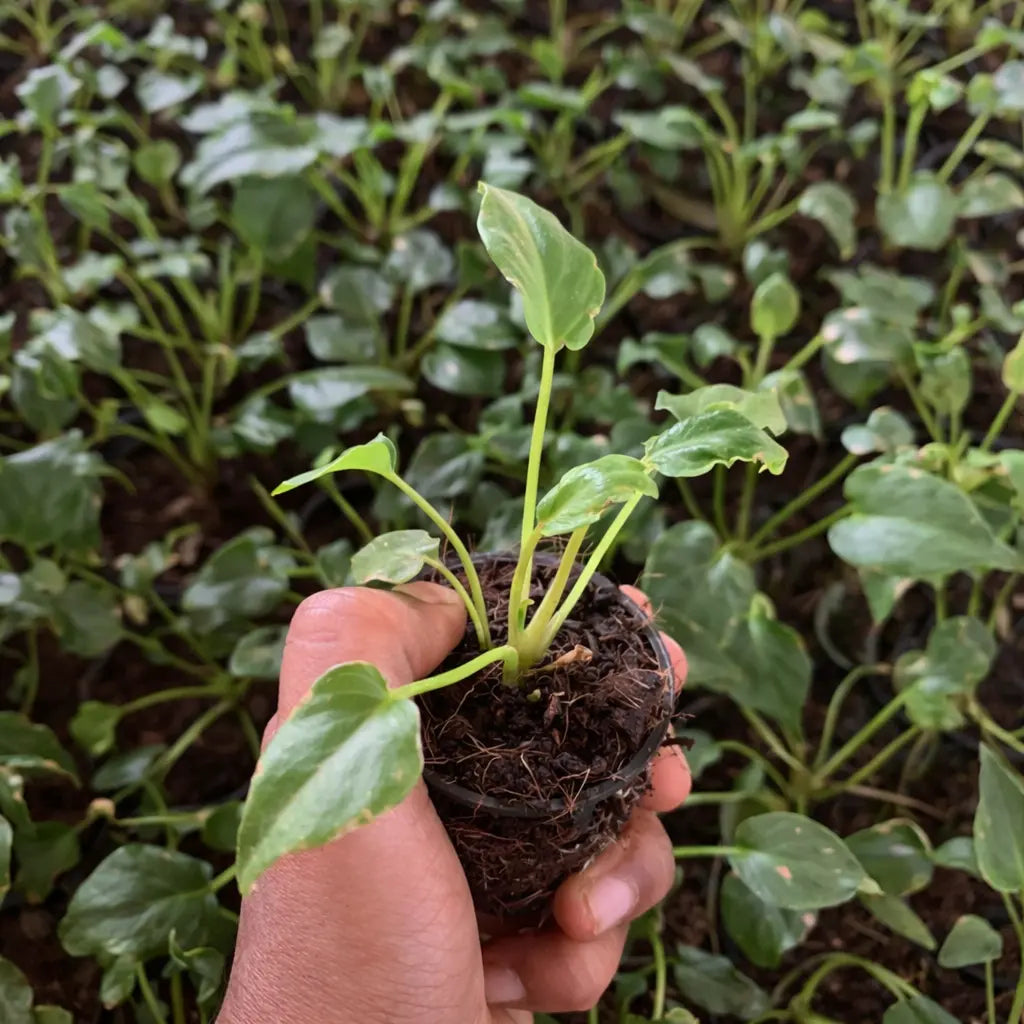 Hand holding a small plant with roots visible, surrounded by green plants.