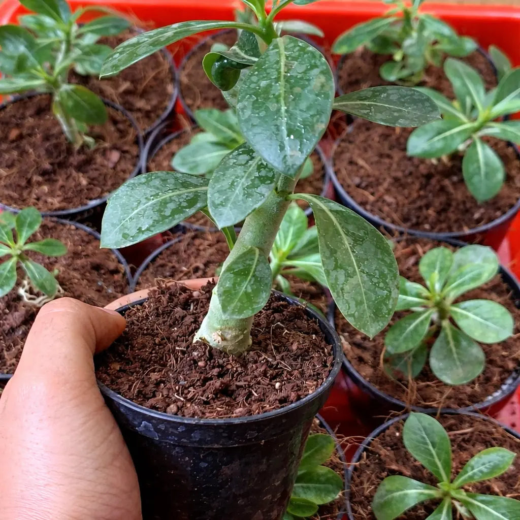 Hand holding a small potted plant with other plants in the background
