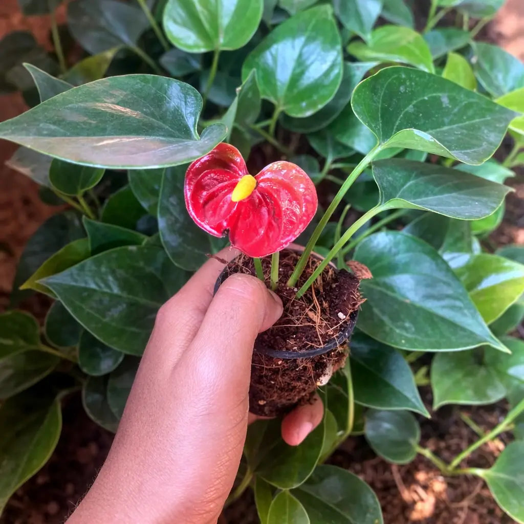 Hand holding a small red flower plant surrounded by green leaves