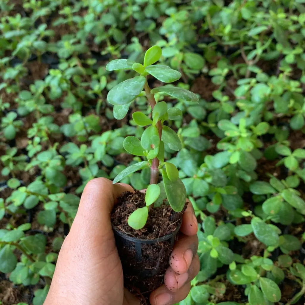 Hand holding a small potted plant with a green leafy background