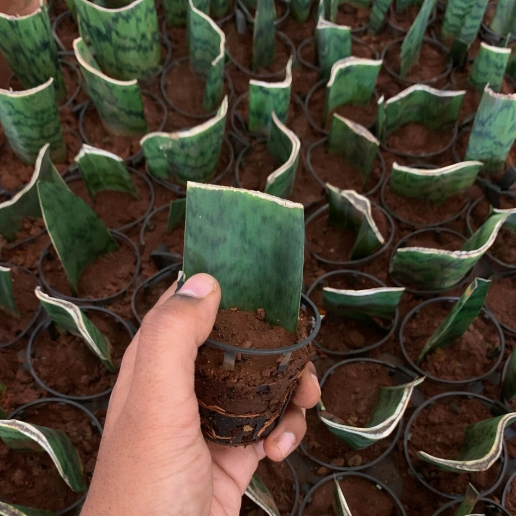 Hand holding a small plant with soil surrounded by rows of potted plants.