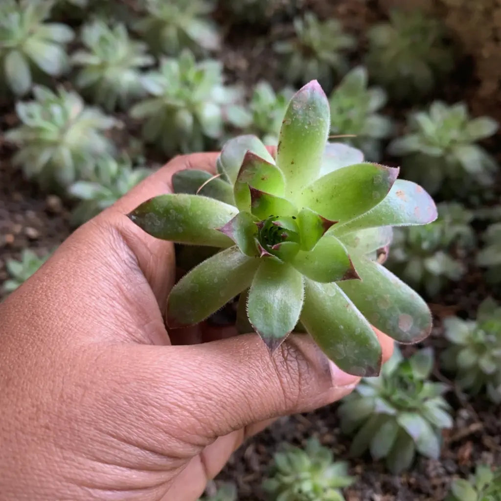 Hand holding a small green succulent plant with a blurred garden background