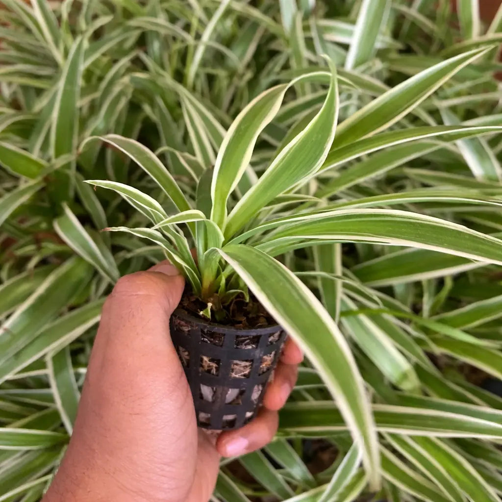 Hand holding a small potted plant with variegated leaves amidst other plants.