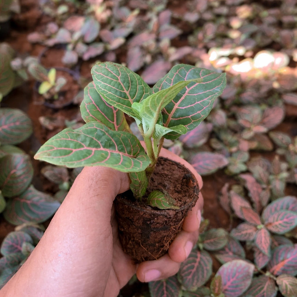 Hand holding a small potted plant with green leaves against a background of other plants.