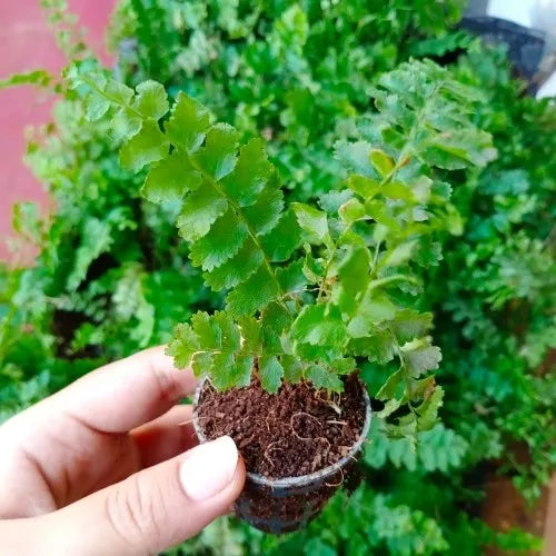 Fluffy Fern Plant Sapling (1pc)