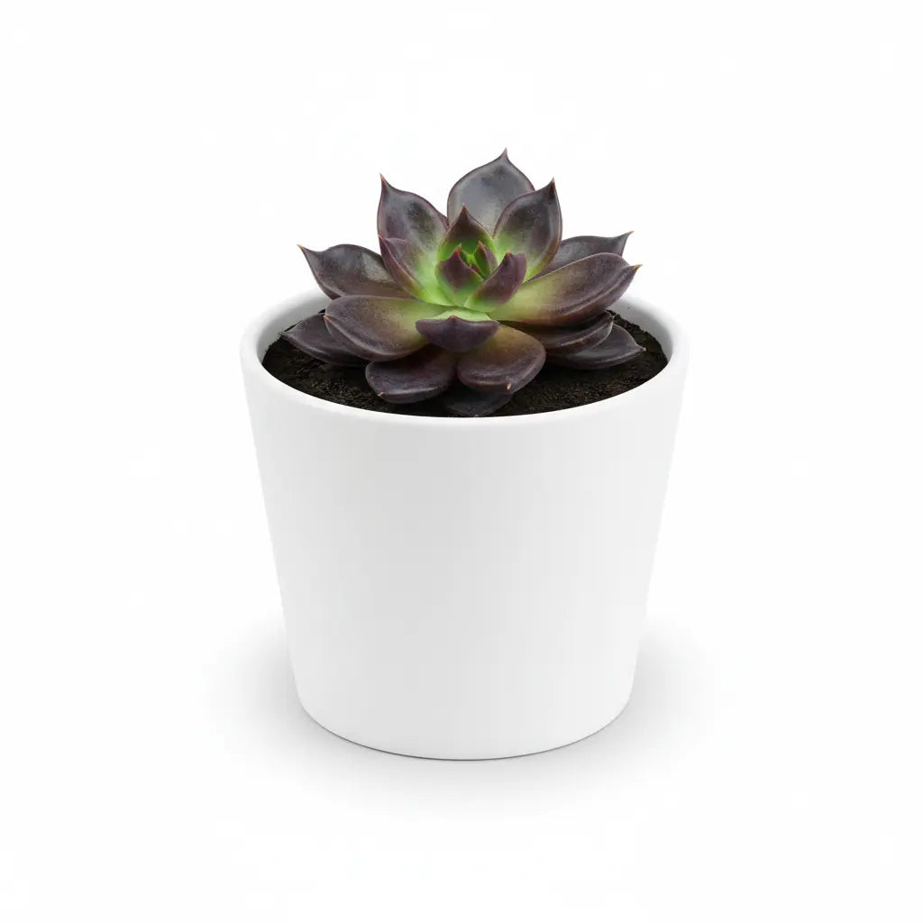 Echeveria Black Prince Plant Sapling in a white pot.