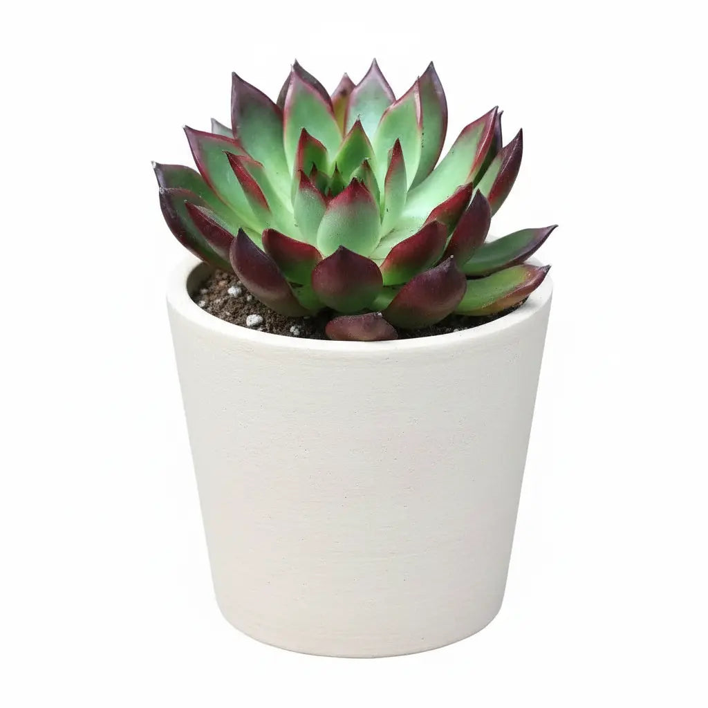 Echeveria Rubra Succulent Plant Sapling in a white pot against a plain background.