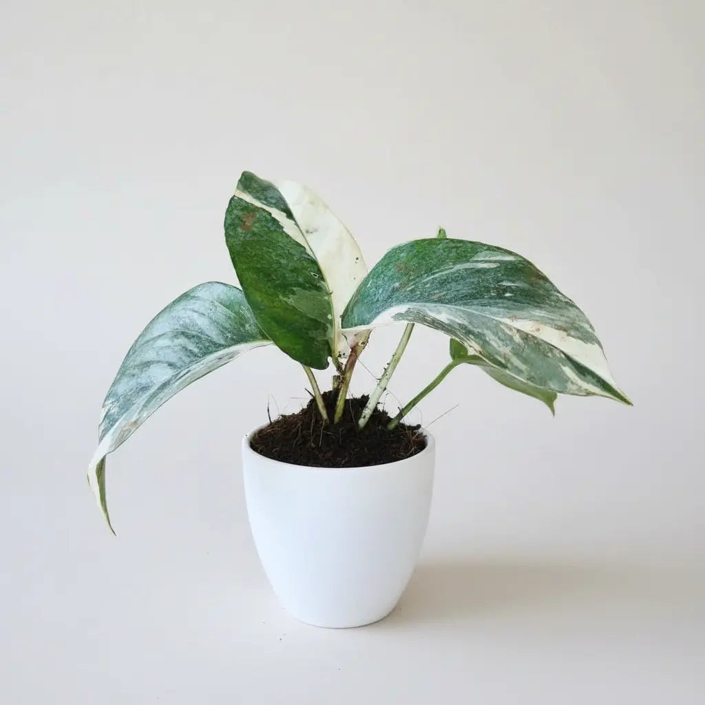 Variegated Monstera Dragon Tail Plant Sapling (1Pc)