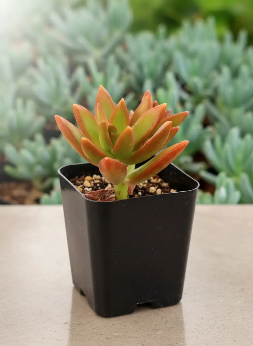 Sedum Firestorm Golden Succulent (1Pc)