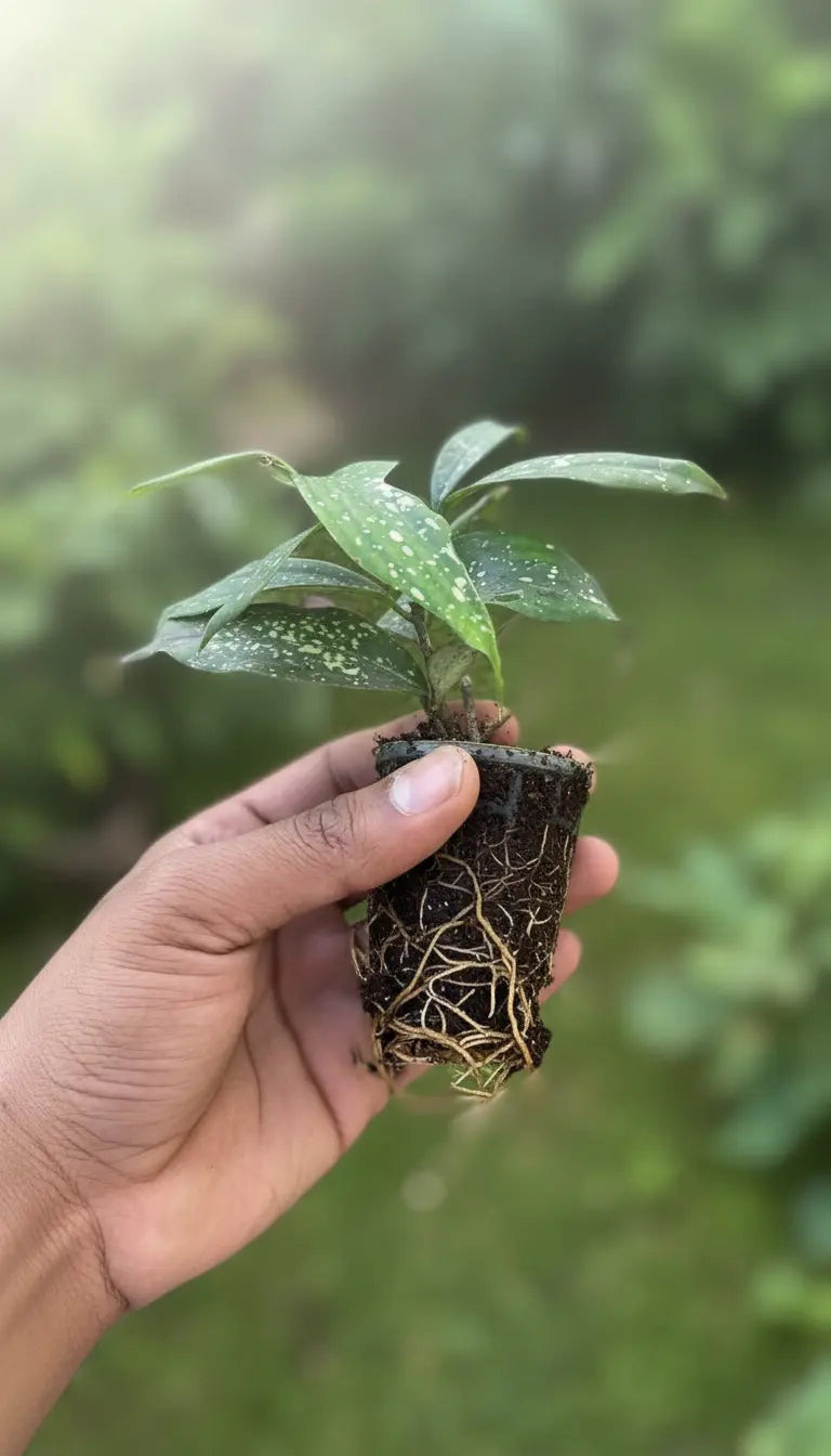 Dracaena Green Dust Plant Sapling(1pc)