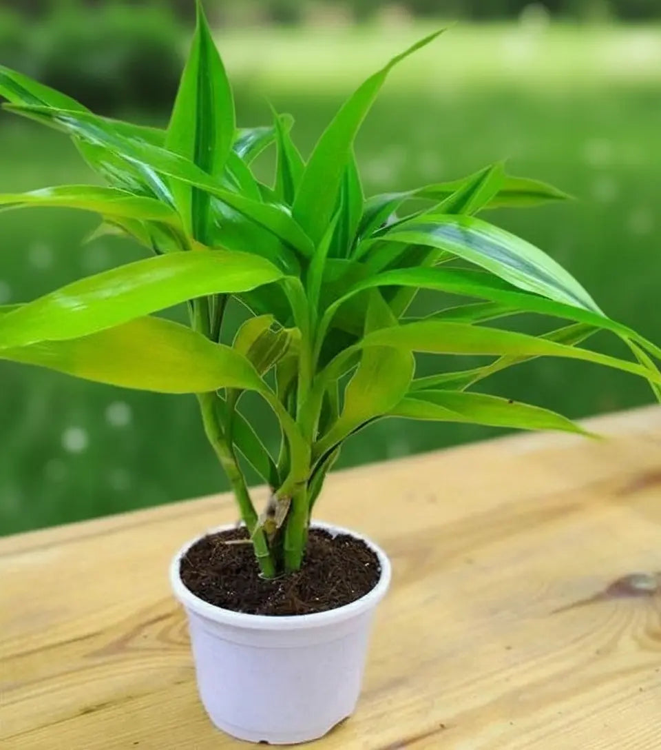 Dracaena Golden Dragon (1pc)