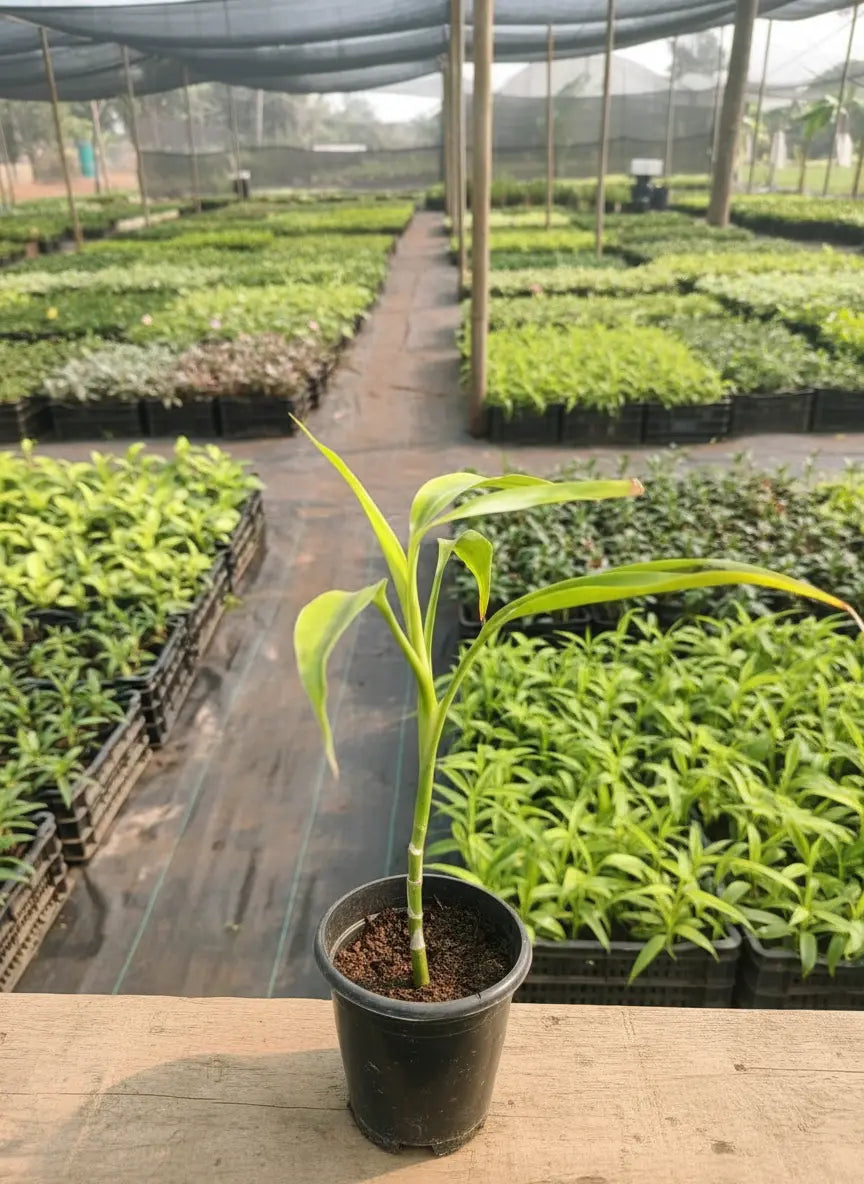 Dracaena Golden Dragon (1pc)