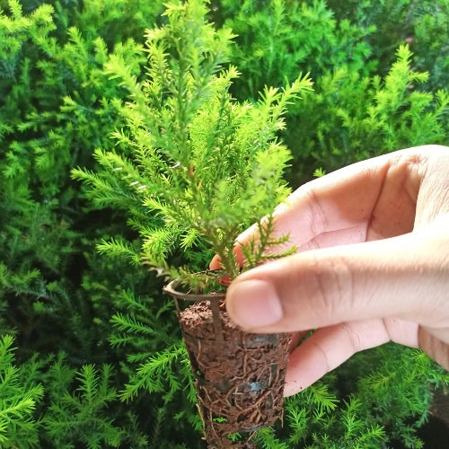 Golden Cypress Plant Sapling (1pc)