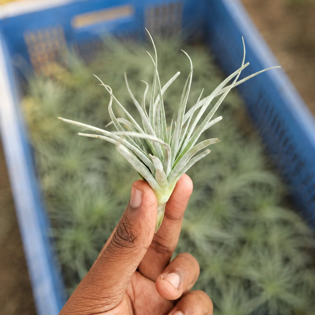 Tillandsia Secunda Silver Air Plant Sapling (1Pc)