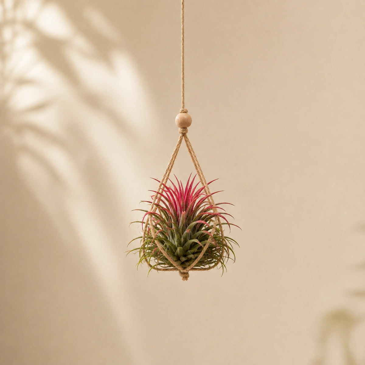 Tillandsia Lonantha Air Plant Live (1Pc)