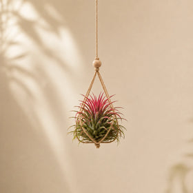 Tillandsia Lonantha Air Plant Live (1Pc)