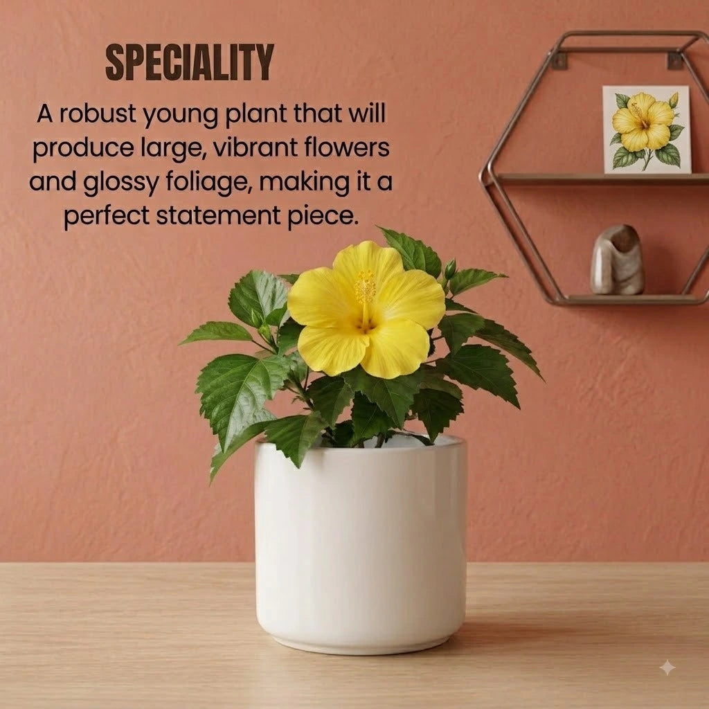 Hibiscus Plant Sapling (1pc)
