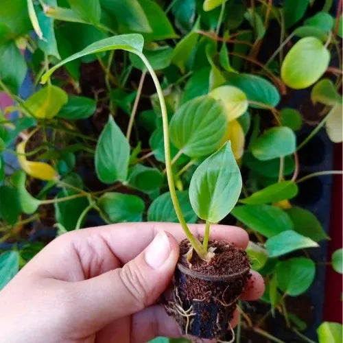 Homalomena Plant Sapling (1pc)