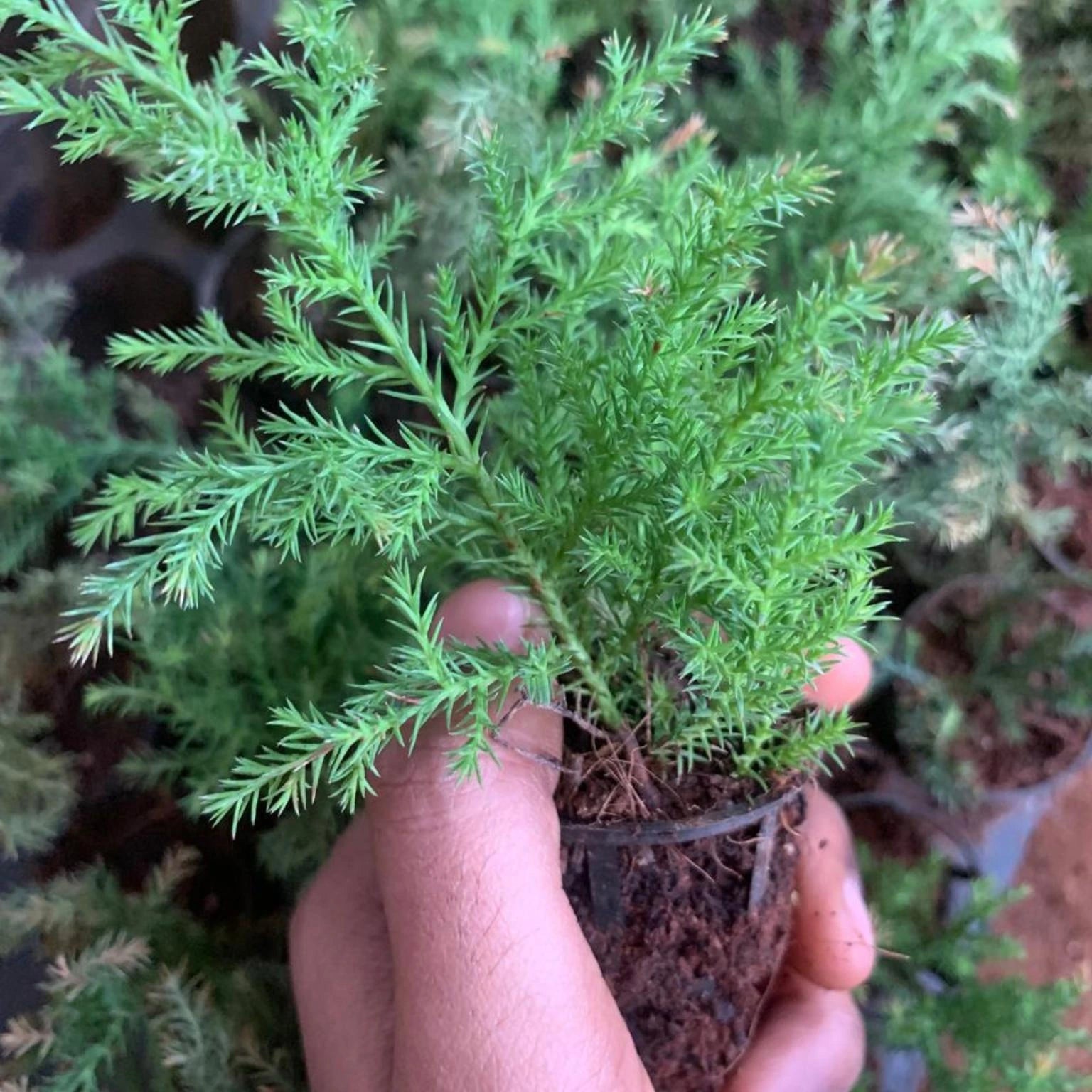 Hand holding a small potted plant with green leaves against a background of other plants.