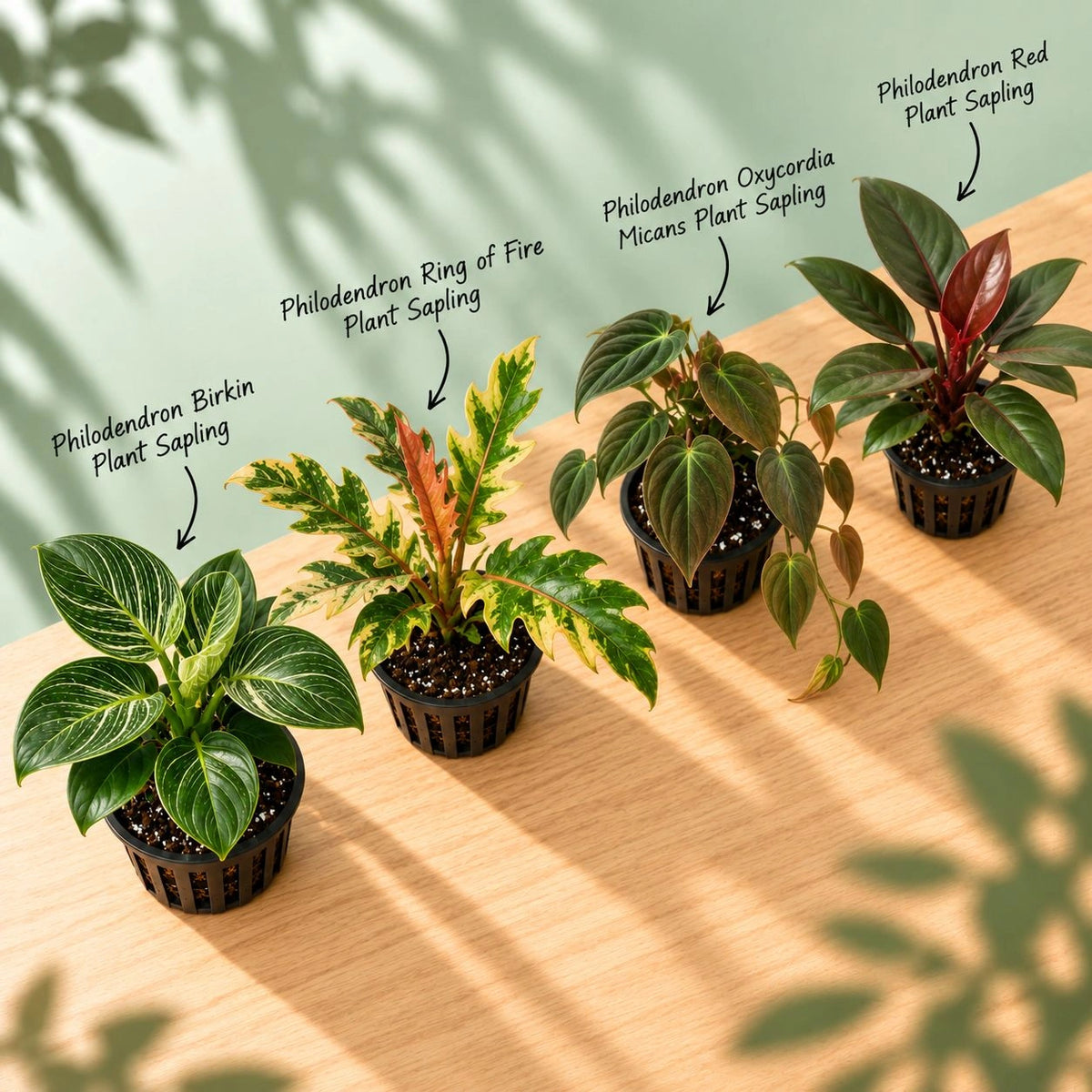 Philodendron Collector Box