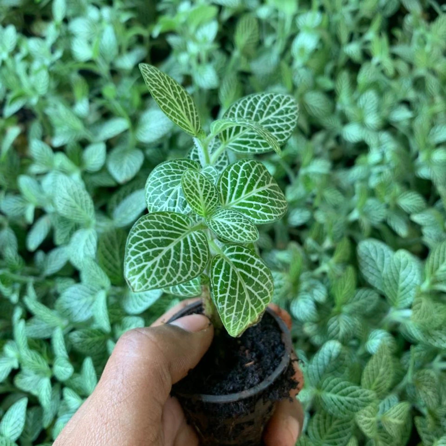 Hand holding a small potted plant with green leaves against a background of other plants.