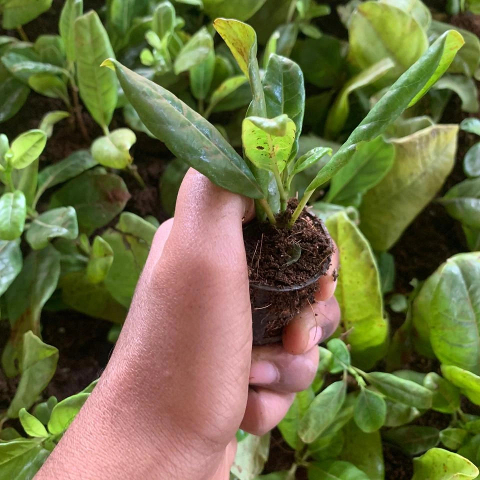 Hand holding a small potted plant surrounded by larger green plants